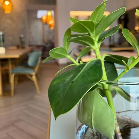 Luxury Rocopom - Front Malgrate