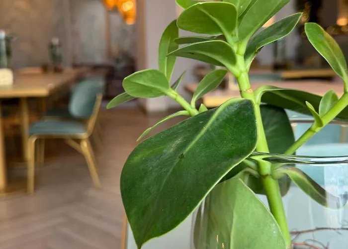 Luxury Rocopom - Front Мальграте